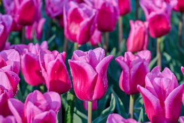 Obraz premium Wester-Amstel tulip with dewdrops on the petals in the morning sun