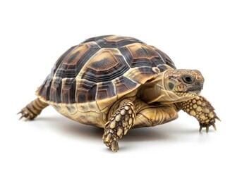 Obraz premium Majestic sulcata tortoise walking gracefully in natural habitat isolated on white background