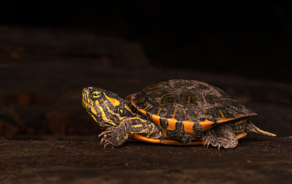 Tortuga de laguna de noche