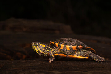 Tortuga de laguna desplazándose © Sergio