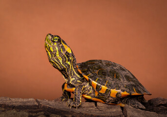 Tortuga de laguna cría. © Sergio