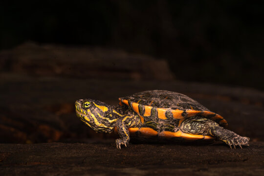 Tortuga de laguna desplaz&aacute;ndose