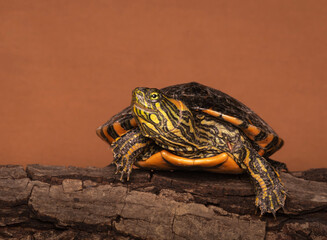 Tortuga de laguna de frente. © Sergio