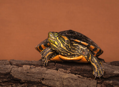 Tortuga de laguna de frente.