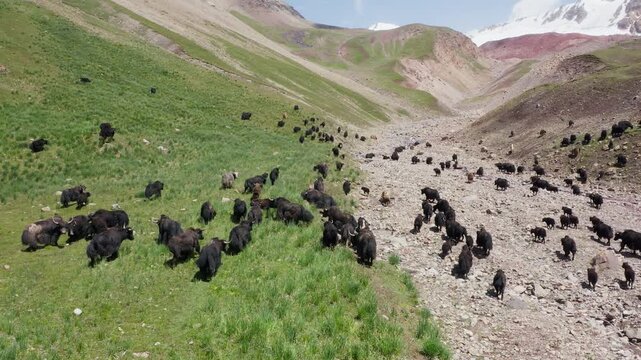 Herd of black yaks grazing in Onion fields valley at Traveller&rsquo;s Pass on the Lenin Peak climbing route in Pamir mountains, Central Asia, Kyrgystan. Wild animals in origin Nature locations 4K footage