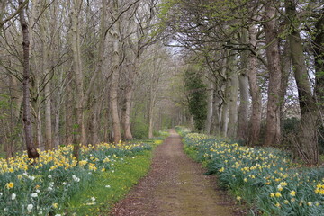 Fototapeta premium Woodland path lined with daffodils