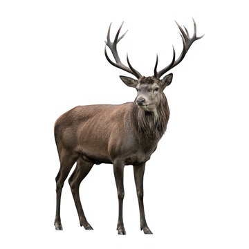 A large male deer with impressive antlers standing alone transparent background