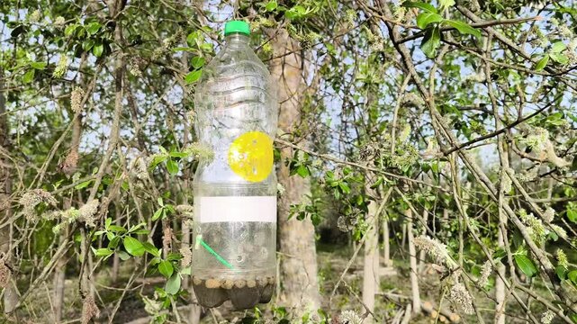 Armadilha artesanal para controlo de pragas feita com garrafa de pl&aacute;stico, contendo isca l&iacute;quida e pendurada num ramo de &aacute;rvore num ambiente rural