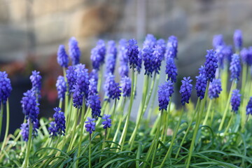 Fototapeta premium Blue muscari or grape hyacinth flowers