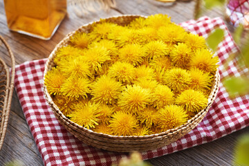 Fresh dandelion flowers collected in spring in a basket on a table © Madeleine Steinbach