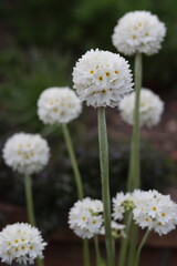 Obraz premium White flowers on Primula denticulata