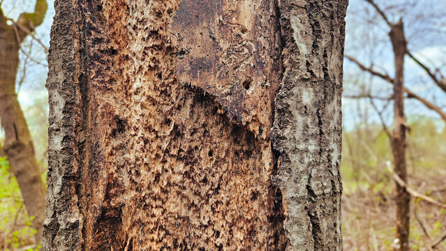 Close-up of a tree with severe bark damage and holes from woodpeckers hunting wood-boring insects. Environmental or forest health themes.