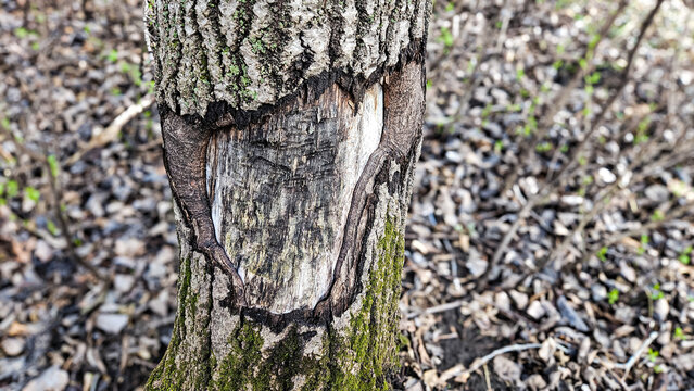 Macro closeup of a scarred tree trunk with thick callus tissue healing over a  bark wound. Abstract texture detail showing nature's resilience. Perfect for environmental or botanical themes.