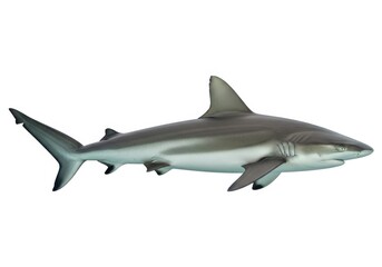 Fototapeta premium Graceful depiction of a gray shark swimming in open waters isolated on white background