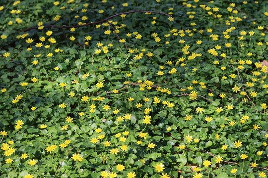 Lesser celandine flowers in a woodland in spring