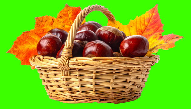 Rustic Wicker Basket With Conkers Isolated on White Background