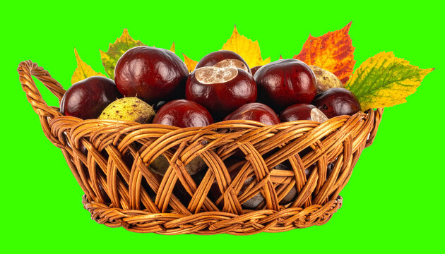 Rustic Wicker Basket With Conkers Isolated on White Background