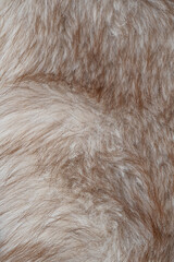 Fototapeta premium Detailed close up of soft light brown and white animal fur texture forming a warm natural background
