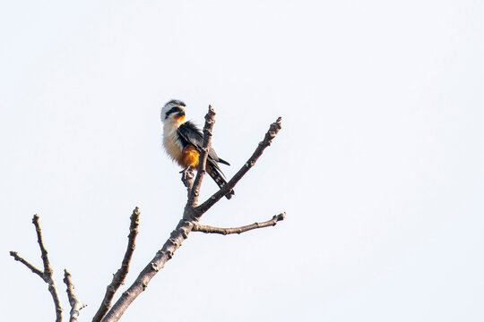 A Collared Falconet in the top of a tree in Thailand, Asia.