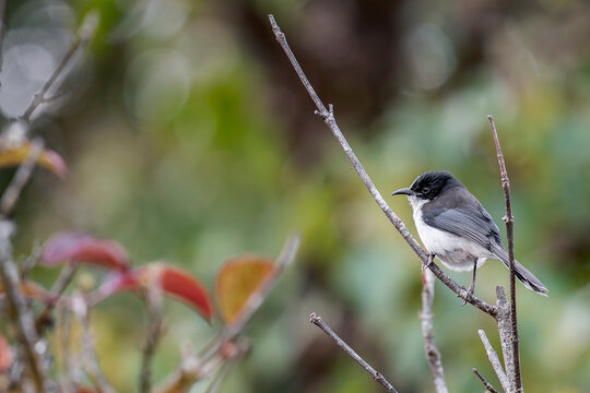 A Black-backed Sibia on a twig in Thailand, Asia.