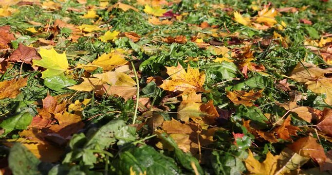 grass and yellow fallen maple leaves on a sunny day, a park with trees during fall leaves in sunny weather in the early morning