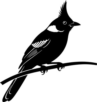 Bowerbird silhouette vector illustration