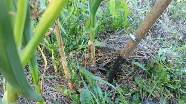 A white person using a shovel to dig up a clove of garlic in Iowa in the rich black soil. They first remove the straw that was keeping weeds down and protected the garlic over winter. Then they dig. 