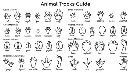 Fototapeta premium Comprehensive animal tracks guide illustration for wildlife identification.