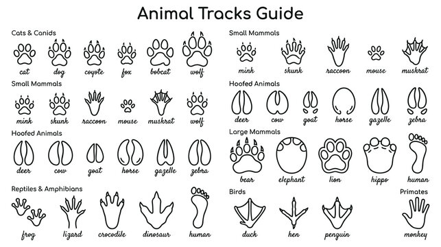 Comprehensive animal tracks guide illustration for wildlife identification.