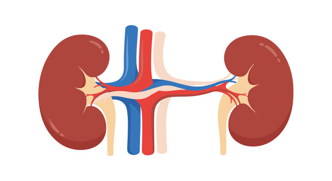 Detailed anatomical illustration of human kidneys showing renal arteries and veins with ureters on a clean white background.