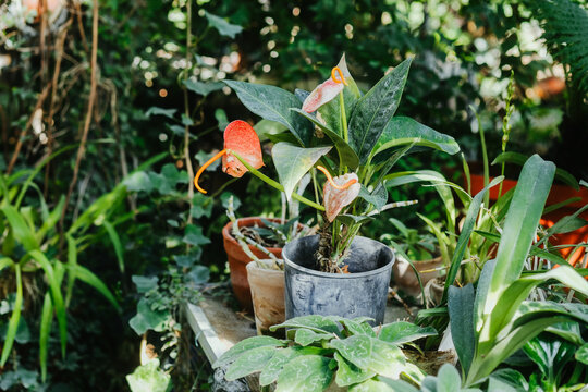 Vibrant Anthurium Laceleaf ornamental plant thriving in tropical garden greenhouse