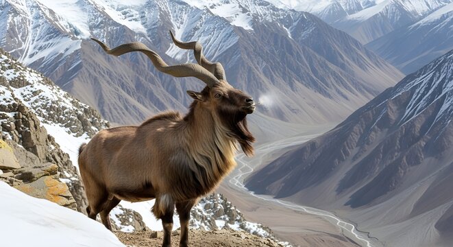 Vertical Portrait Male Markhor Precipitous Snowy Mountain Crag Hindu Kush Massive Spiral Horns Flehmen Lip Curled Testing Air Thick Shaggy Beard Wind

