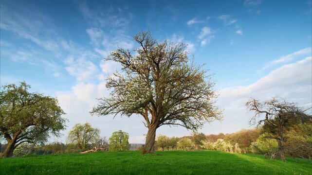 Rural landscape time lapse with a nice tree under the blue sky and moving clouds