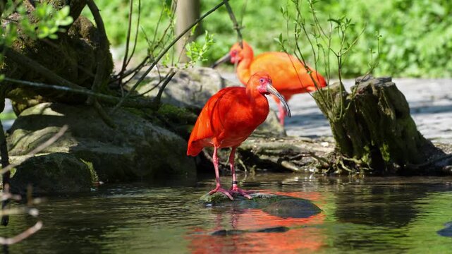 Scarlet ibis, Eudocimus ruber, bird of the Threskiornithidae family, admired by the reddish coloration of feathers, a consequence of crustaceans-based food