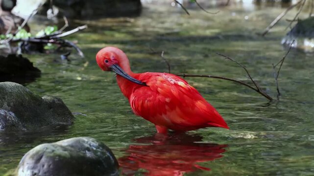 Scarlet ibis, Eudocimus ruber, bird of the Threskiornithidae family, admired by the reddish coloration of feathers, a consequence of crustaceans-based food