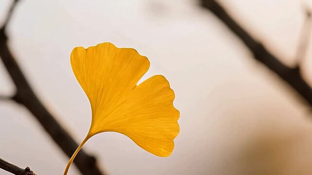 Yellow ginkgo leaf on soft gradient background