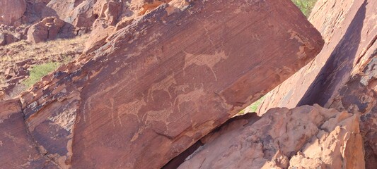 Fototapeta premium Ancient rock petroglyphs dating back between 2000 to 10000 years ago. This sandstone shows several engravings of kudus and a giraffe. Twyfelfontein UNESCO World Heritage Site, Namibia.