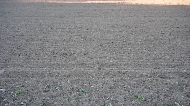 Newly planted seedlings emerge from freshly tilled soil in a vast agricultural field
