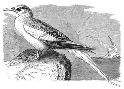 Phaethon aethereus, Red-billed Tropicbird, two white seabirds, one perching on rock, one flying over water, mountainous coastal landscape, vintage ornithological engraving, old illustration, 1897.