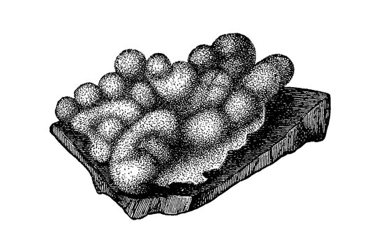 Oscarella lobularis (Bubble sponge), detailed black-and-white scientific illustration of a lobulate encrusting marine sponge, 1897.