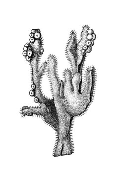 Axinella cinnamomea (cinnamon sponge), detailed vintage black-and-white scientific illustration of a branching marine sponge, 1897.