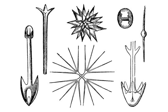 Body parts from sponges, detailed vintage engraving of microscopic sponge spicules and skeletal structures, 1897.