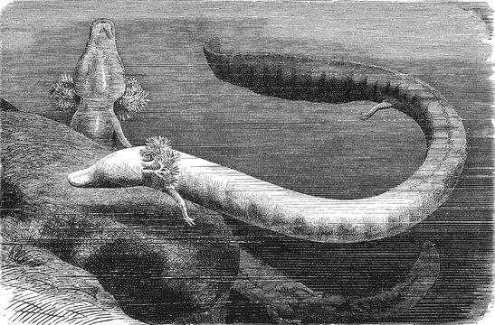 Olm (Proteus anguinus), two salamanders with frilled gills swimming in submerged cave environment, old vintage illustration, 1897.