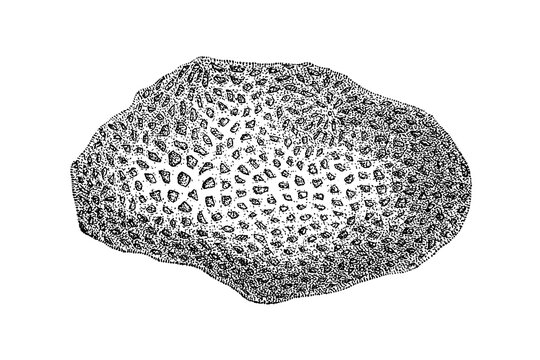 Ascandra panis (bread sponge), detailed black-and-white scientific illustration of a calcareous sponge, 1897.
