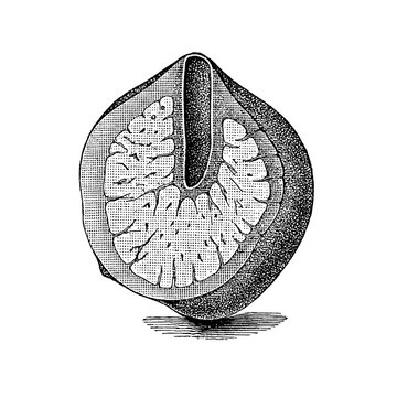 Kidney sponge, Chondroid reniformis, vintage black-and-white scientific illustration of a smooth, kidney-shaped marine sponge, 1897.