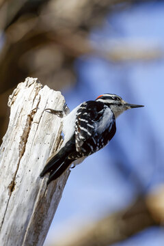 Pic chevelu (Leuconotopicus villosus) Qu&eacute;bec, Canada