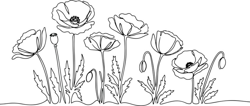 Continuous one line drawing of minimalist wild flowers poppy flower Poppies flower single outline vector illustration.