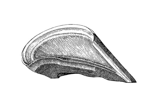 Equine Hoof Midline Vertical Cross-Section, Anatomical Illustration of the Forefoot, Old Vintage Illustration, 1889.