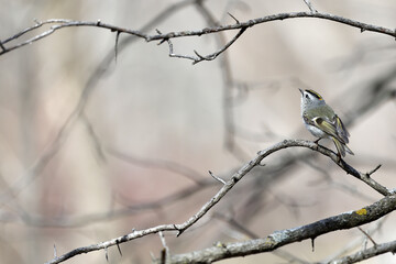 Roitelet à couronne dorée dans le bois au printemps © Pascal Huot