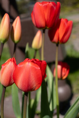 Naklejka premium Blooming tulips create a dazzling display in a serene garden setting, showcasing their vivid red hues and captivating textures amidst fresh greenery, signaling the arrival of spring
